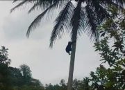 Heboh! Beruang Muncul di Pemukiman Warga di Sungai Janiah Kabupaten Solok