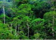 Kolaborasi untuk Keberlanjutan Hutan di Dharmasraya