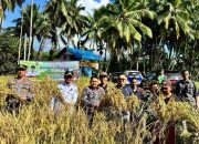 Bupati Solok Panen Perdana Sawah Pokok Murah Di Koto Baru