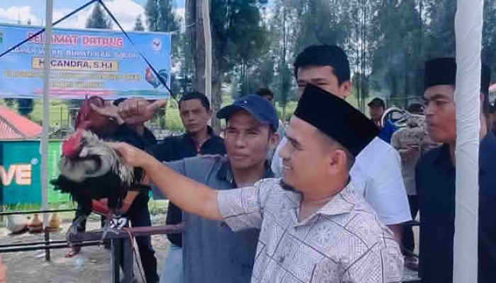 Wakil Bupati Solok Buka Kontes Ayam Kukuak Balenggek di Alahan Panjang Resort