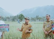 Percepat Sembada Pangan Nasional, Pemkab Solok Gelar Temu Ramah dan Panen Raya Padi Salibu di Paninggahan