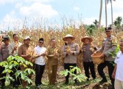 Panen Jagung Bersama KWT Tunas Muda, Kapolres Dharmasraya Dorong Ketahanan Pangan Nasional