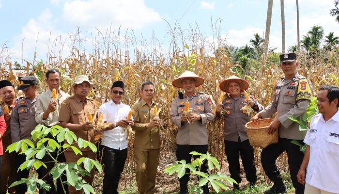 Panen Jagung Bersama KWT Tunas Muda, Kapolres Dharmasraya Dorong Ketahanan Pangan Nasional