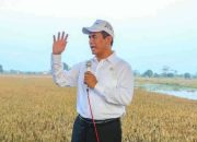 Produksi Beras Indonesia Tembus 34,6 Juta Ton, Teratas di ASEAN
