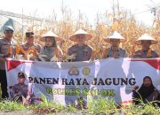 Kapolres Solok Pimpin Panen Raya Jagung Polres Solok