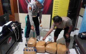 Terios Kecelakaan di Gunung Talang, Polisi Amankan 5 Paket Diduga Ganja